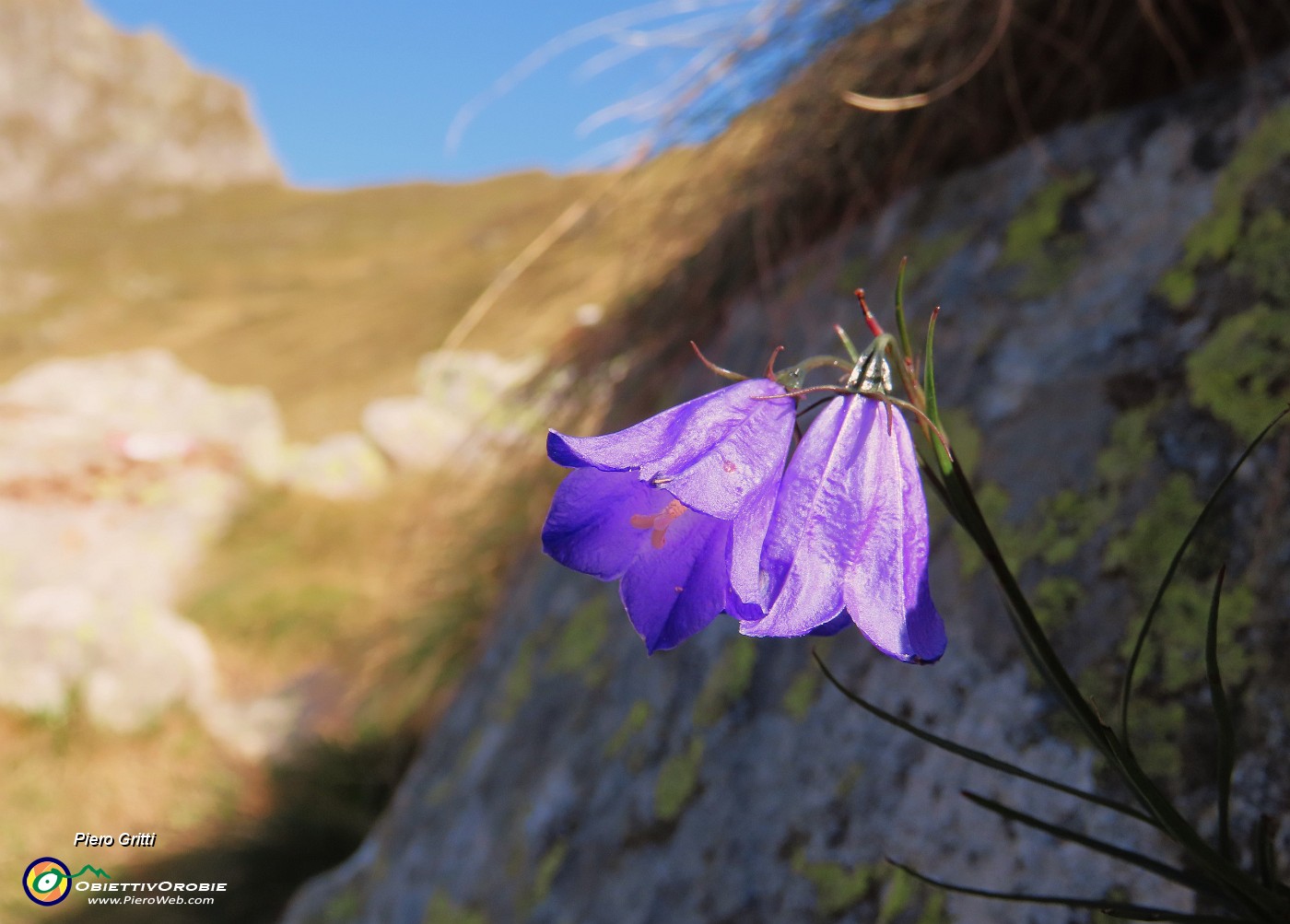 09 Fiore di Campanula in ottime condizioni ad ottobre inoltrato.JPG